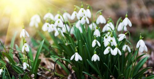 white-snowdrop-flowers-in-spring